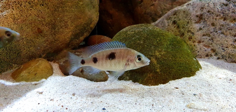 Otopharynx sp. 'auromarginatus goldhead' Nkolongwe